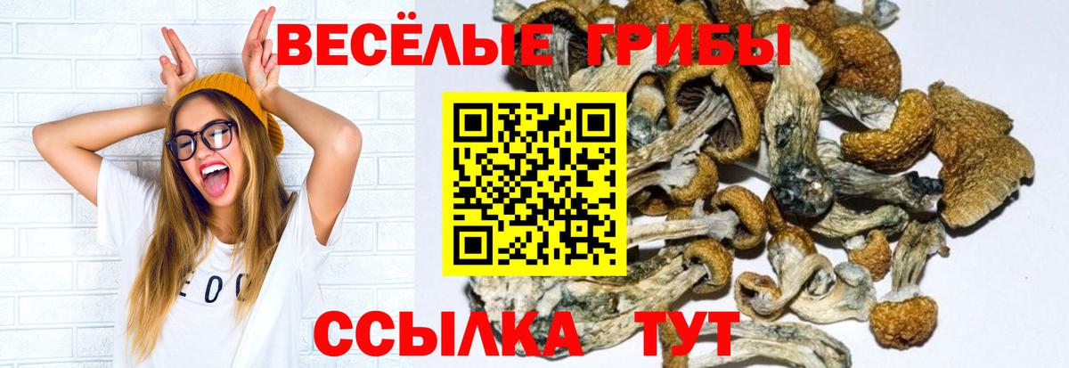 Псилоцибиновые грибы Psilocybine cubensis Кудрово